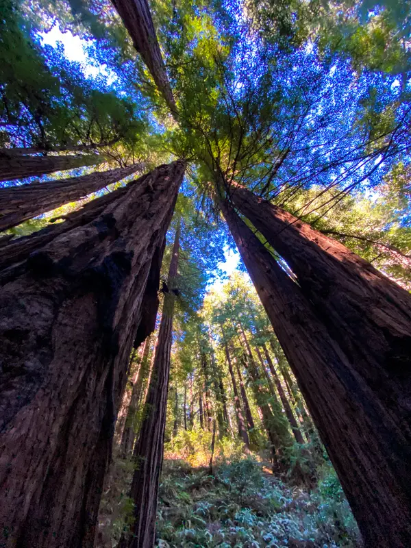 Redwood Trees 